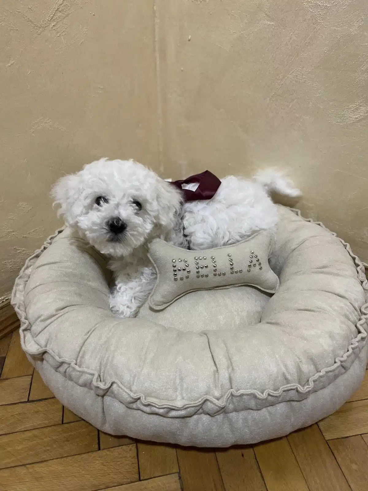 Gnezdo krevetić (memori pena) - Slika 3