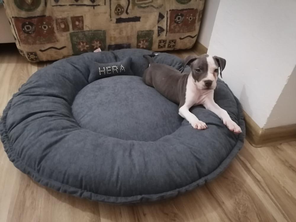 Gnezdo krevetić (memori pena) - Slika 4