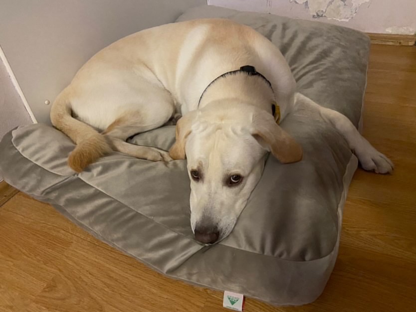 Dušek (pliš) - Slika 4